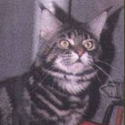 Hillside Debonaire Dude