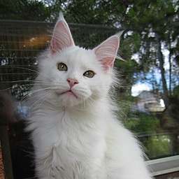 Summerfields Savannah