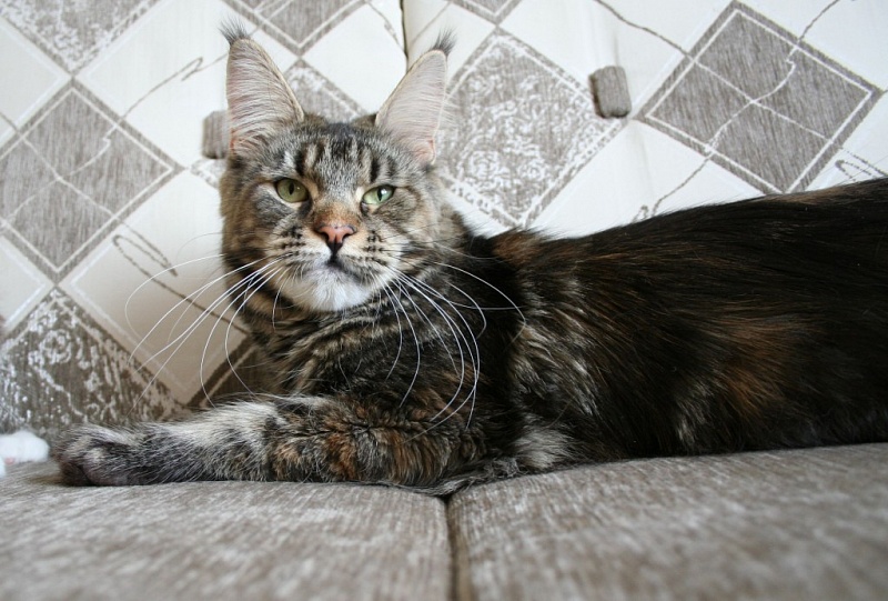 Honeybee Rihanna - maine-coon