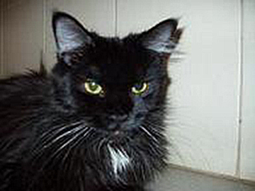 Olivia Krasnyi Dar - maine-coon 11/30/-1