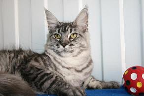 White Rocks I Am Not A Lady - maine-coon 08/12/2009