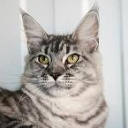 White Rocks I Am Not A Lady