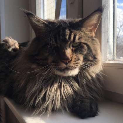 Amodeo Modigliani Yashma Coon - maine-coon