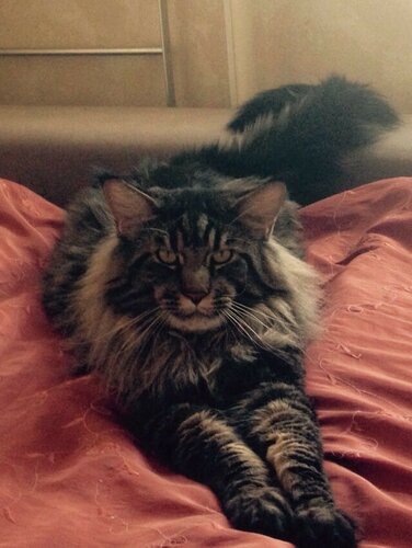 Amodeo Modigliani Yashma Coon - maine-coon