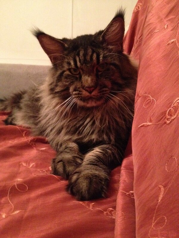 Amodeo Modigliani Yashma Coon - maine-coon