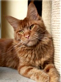 Langstteich's Never Ending - maine-coon