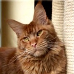 Langstteich's Never Ending