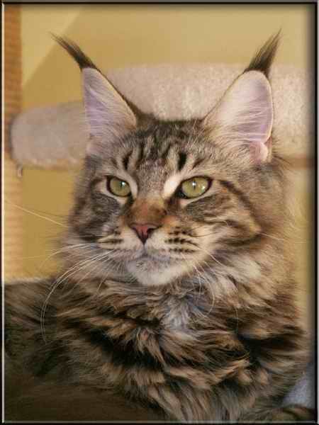 Belmicoon Double Enjoy - maine-coon