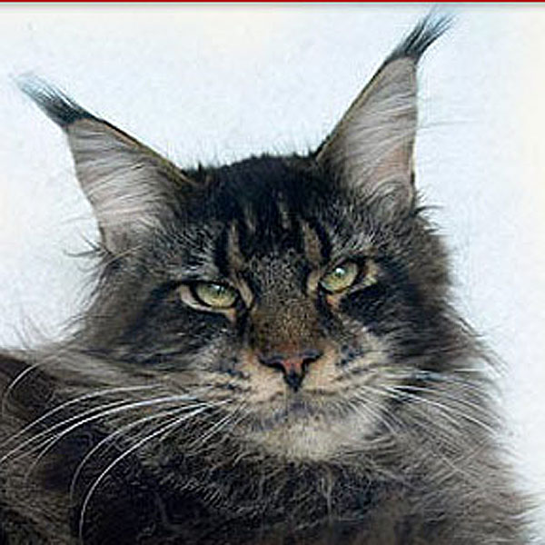 Summerplace Gillespie - maine-coon