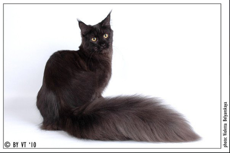 Timaracoon Lady Shatterly - maine-coon