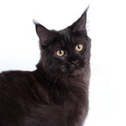 Timaracoon Lady Shatterly