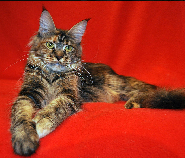 Caramel's Diva - maine-coon