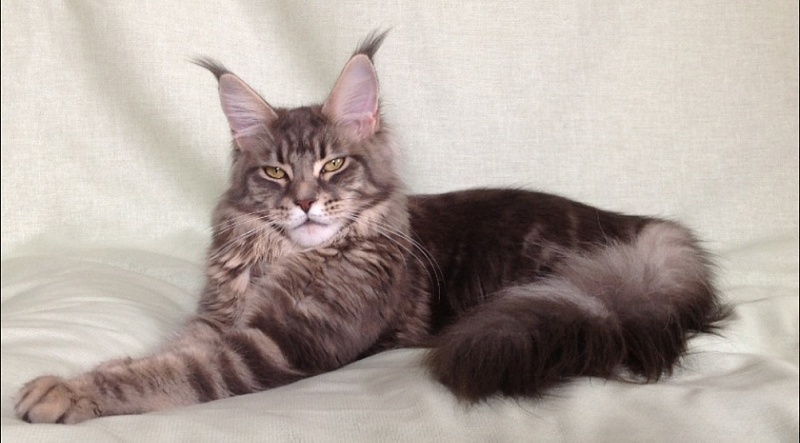 Tri-D Luiza - maine-coon