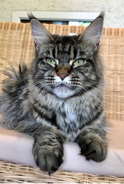 Rachel Diva Voice - maine-coon