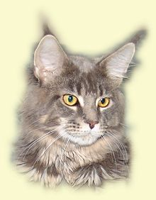 SSL Blue Bubble Gum - maine-coon