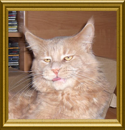 Aramis de Maison-Madelis - maine-coon