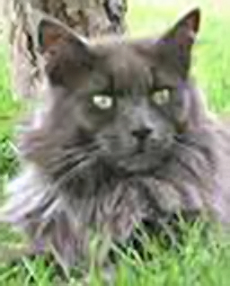 Azrael Earl of Moose Point - maine-coon