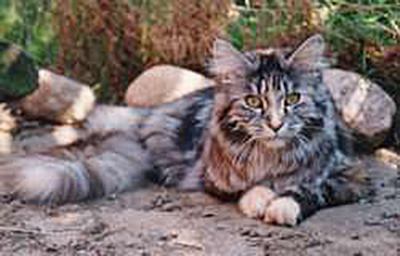 Kalenin Aslani Violet - maine-coon