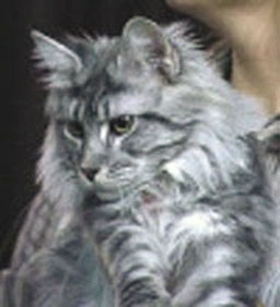 Mountaineer Blue Evian - Junior maine-coon 9 months 2.5 weeks