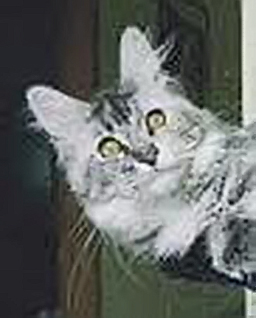 Big Giants Resort Safira - мейн-кун