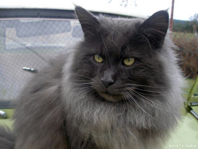 Big Giants Resort Chuck Norris vom Pommerland - maine-coon