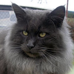 Big Giants Resort Chuck Norris vom Pommerland