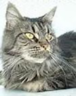 Morningsun Taracaia - maine-coon