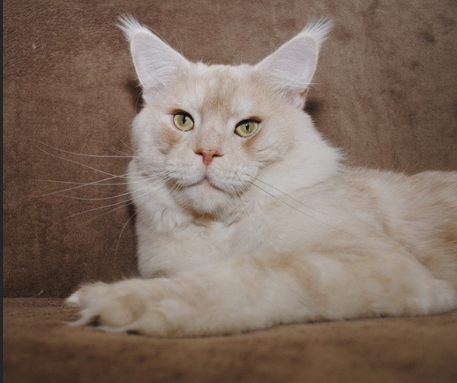 Toreador vom Pommerland - maine-coon