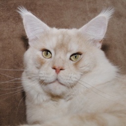 Toreador vom Pommerland