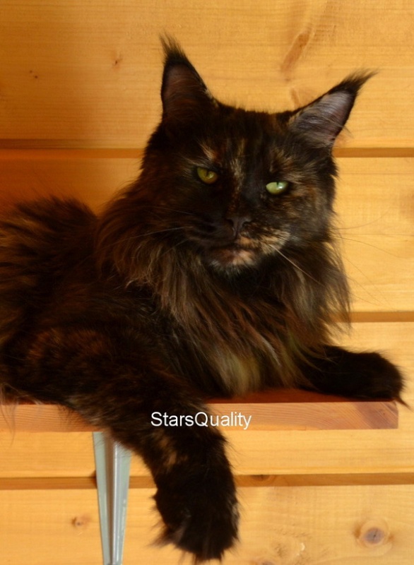 Cat's Castle Roxy - maine-coon