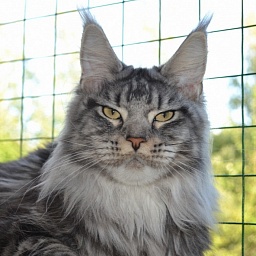 Tsariza Savskaya Stars Quality