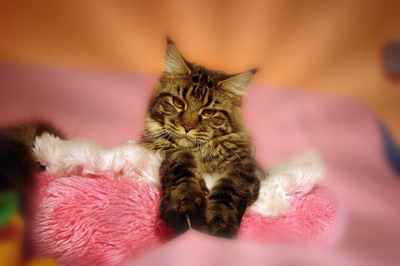 Duch Nocy Emmanuelle - мейн-кун