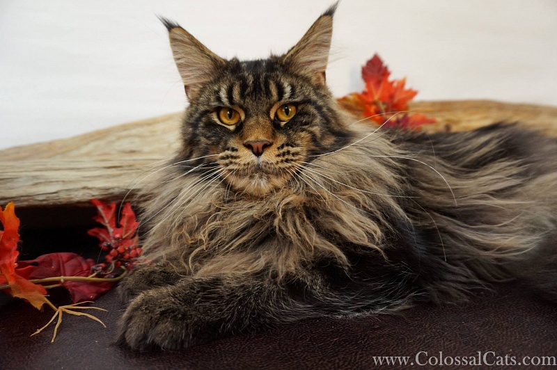 Amibial Amazing Boy - maine-coon