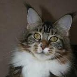 Rain Dancer Krasnyi Dar