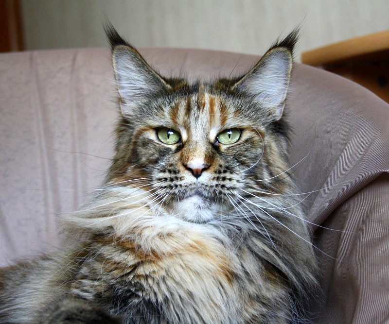 Ufacoon's Glamshine - мейн-кун