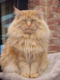 Arctic Coon's Wild Majesty - maine-coon