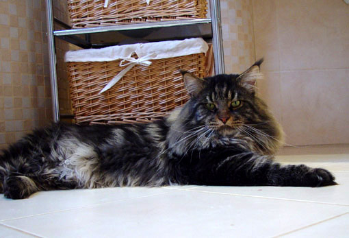 Racoone's Paco Navarro - Adult maine-coon 3 years 3 months