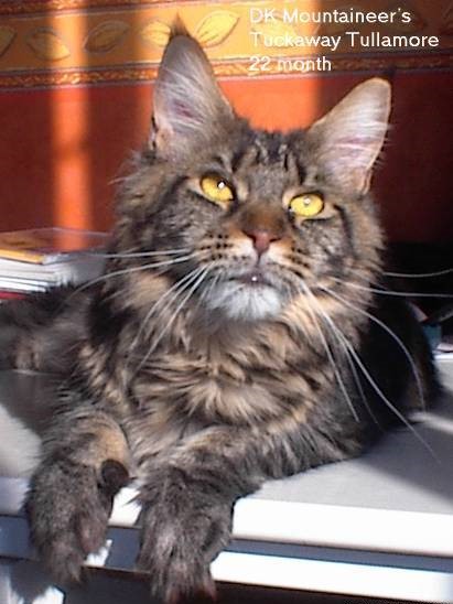Mountaineer Tuckaway Tullamore - maine-coon