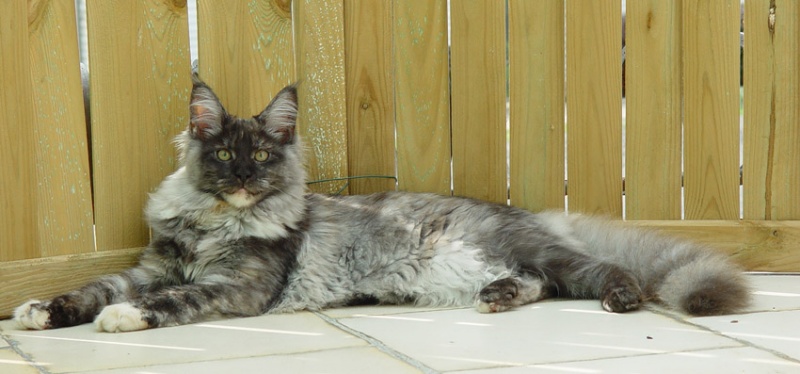 Aloa's Enja Princess - Kitten maine-coon 5 months 1.5 week