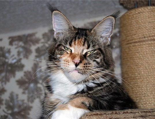 Homelynx Kon-Fetti - мейн-кун