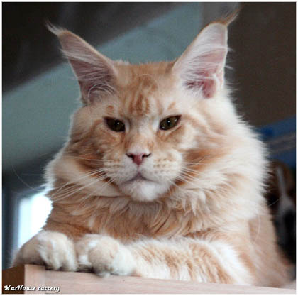 Eastwood Cruise - maine-coon