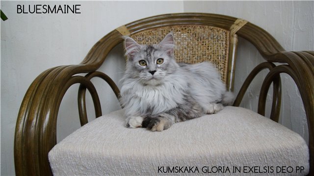 Kumskaka Gloria in Exelsis Deo PP - maine-coon