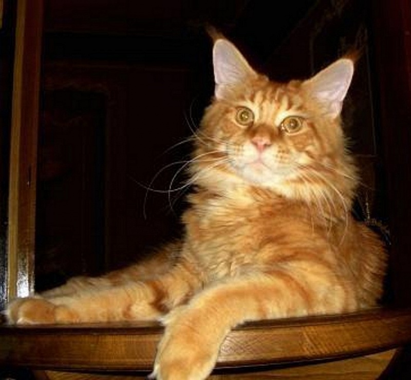 Johnny Deep Lito-Svit - maine-coon 03/11/2010