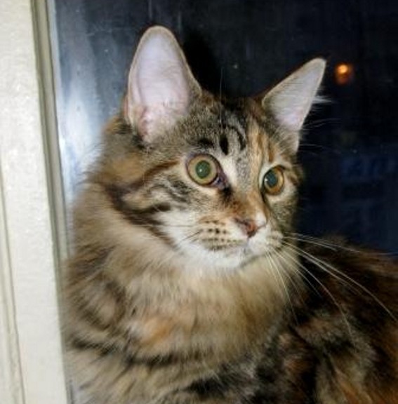 Fortuna Bartalameo - maine-coon 01/19/2009