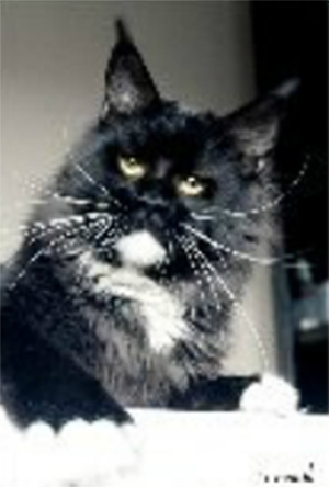 Great Dragon Silvi-Cola - maine-coon