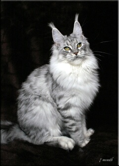 Summerplace Amberly - maine-coon