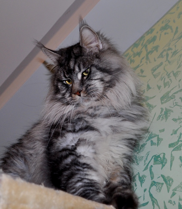 Summerplace Number One - maine-coon 01/24/2014