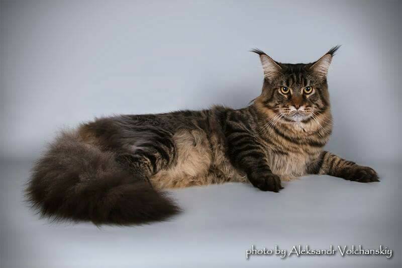 Winner's Home George - maine-coon