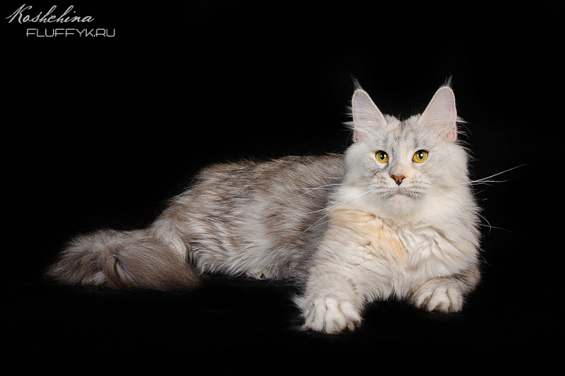 Egevica - Adult maine-coon 3 years 2.5 weeks