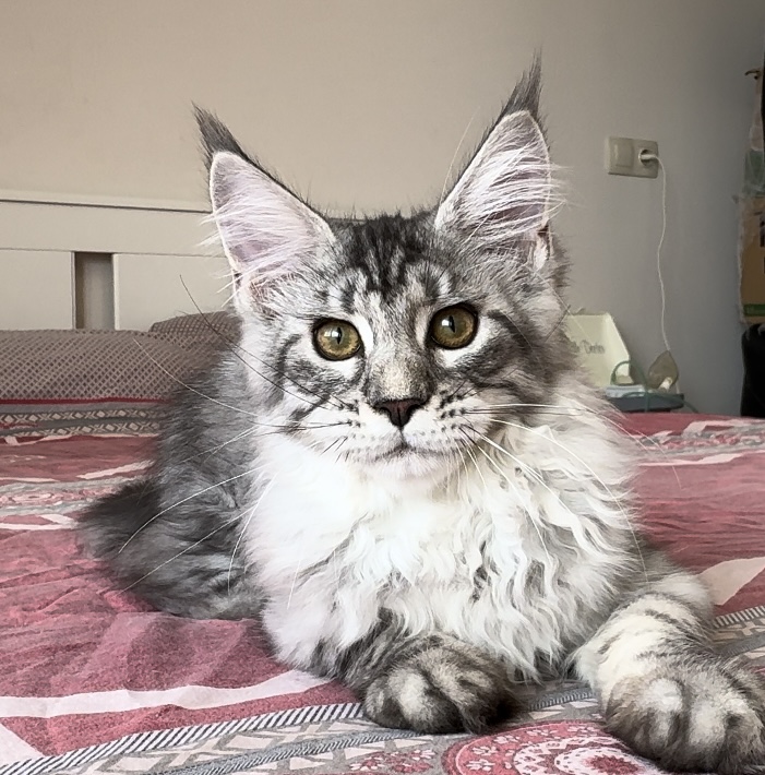 Starlet Pet Ameli - Kitten maine-coon 4 months
